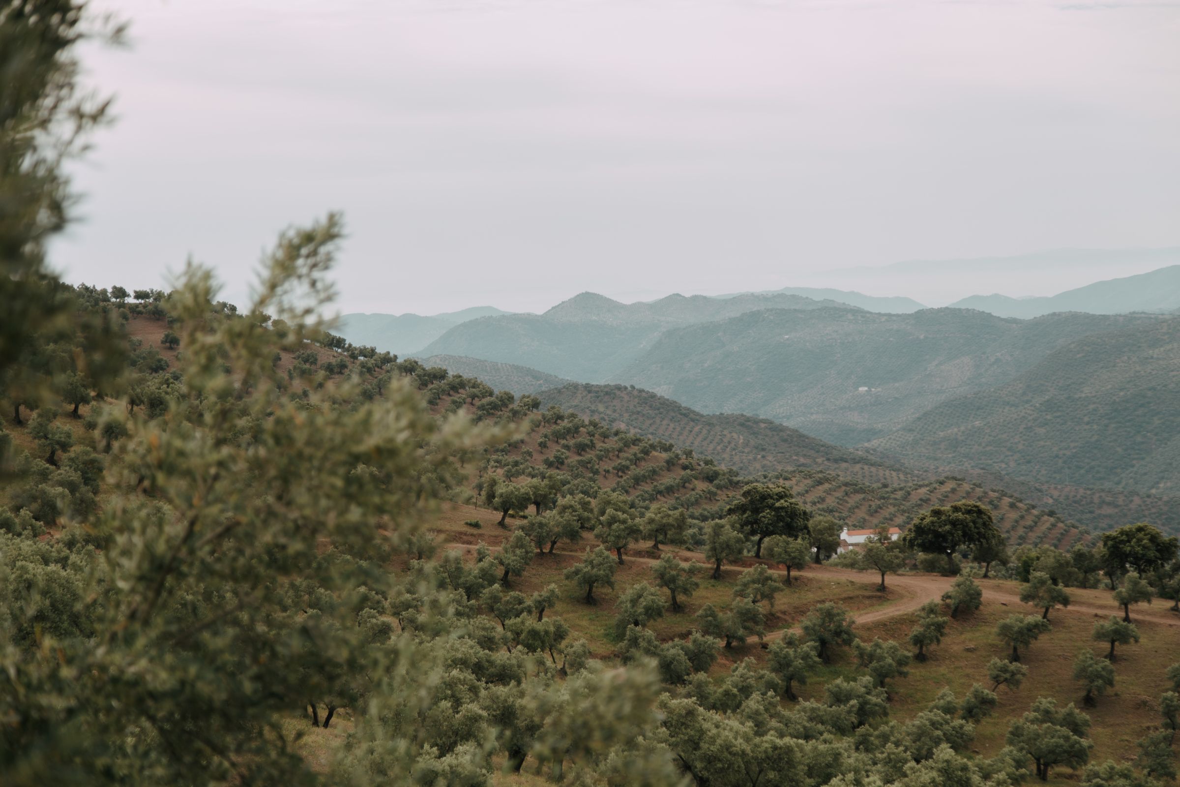 Nuestra Historia Ypsilon Olive Oil