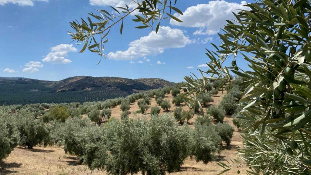 El campo andaluz al límite