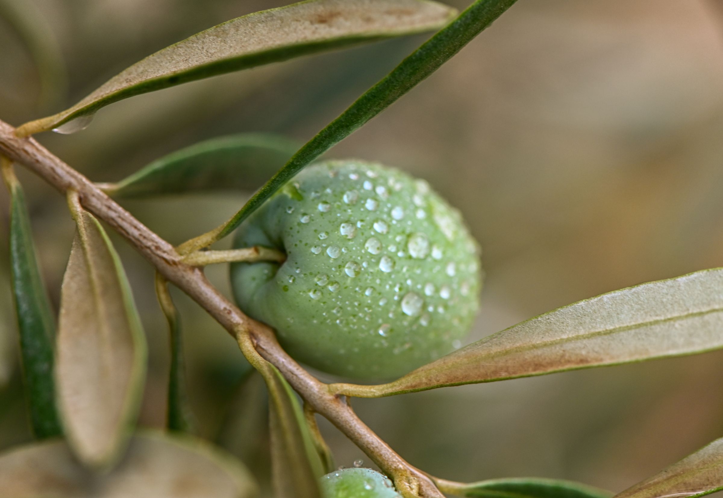 Ypsilon Ecoolive Horizons ® Ypsilon Olive Oil